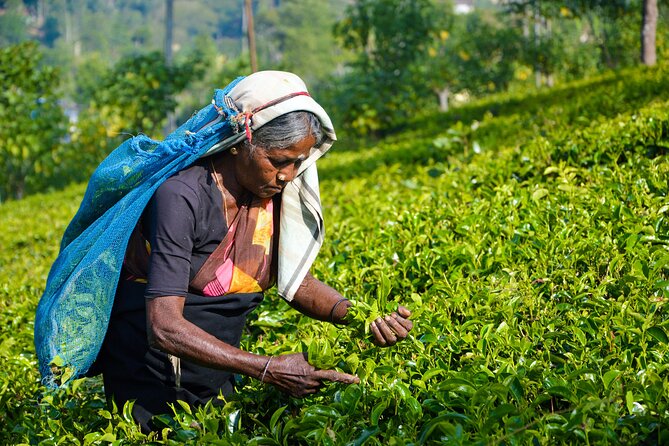 Traditional Ceylon tea plucker harvesting fresh green tea leaves in high-grown plantation