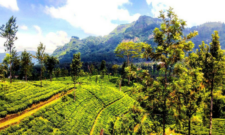 Manicured emerald Ceylon tea bushes blanketing undulating hillsides in Uva Province